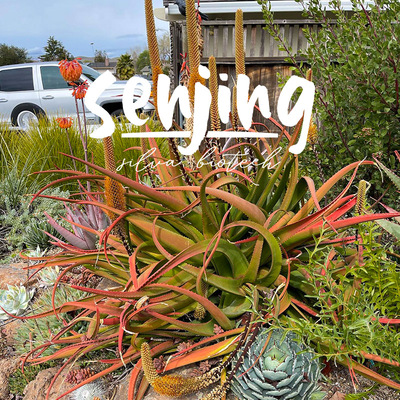 穗花芦荟/中型芦荟颜色鲜艳可长成老桩/南非原生多肉实生苗