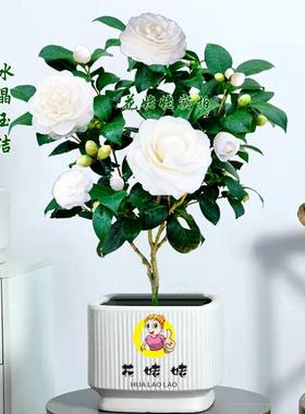 东方亮白色茶花盆栽树苗水晶白花卉四季好养易活庭院大型绿植热卖
