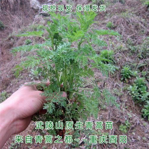 酉阳武陵山绿植原生青蒿苗 黄花蒿 艾蒿 苦蒿药材盆栽香蒿 包邮