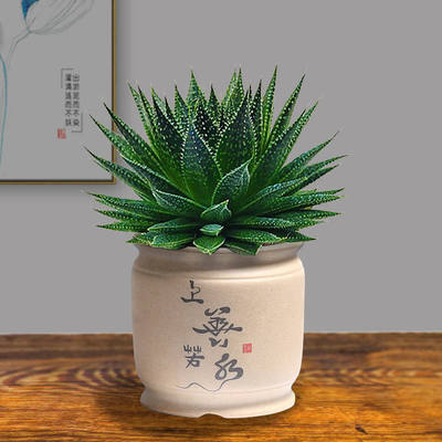 繁星多肉芦荟盆栽雪花旋转芦荟螺旋芦荟螺旋女王芦荟球型多肉植物