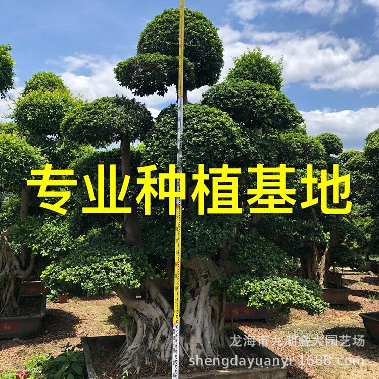 重庆小叶榕树桩广西细叶榕贵州造型小叶榕批发四川小叶榕桩头