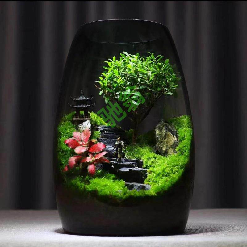 yut植物生态桌面创意盆栽好养摆件景观苔藓办公室造景绿植盆景