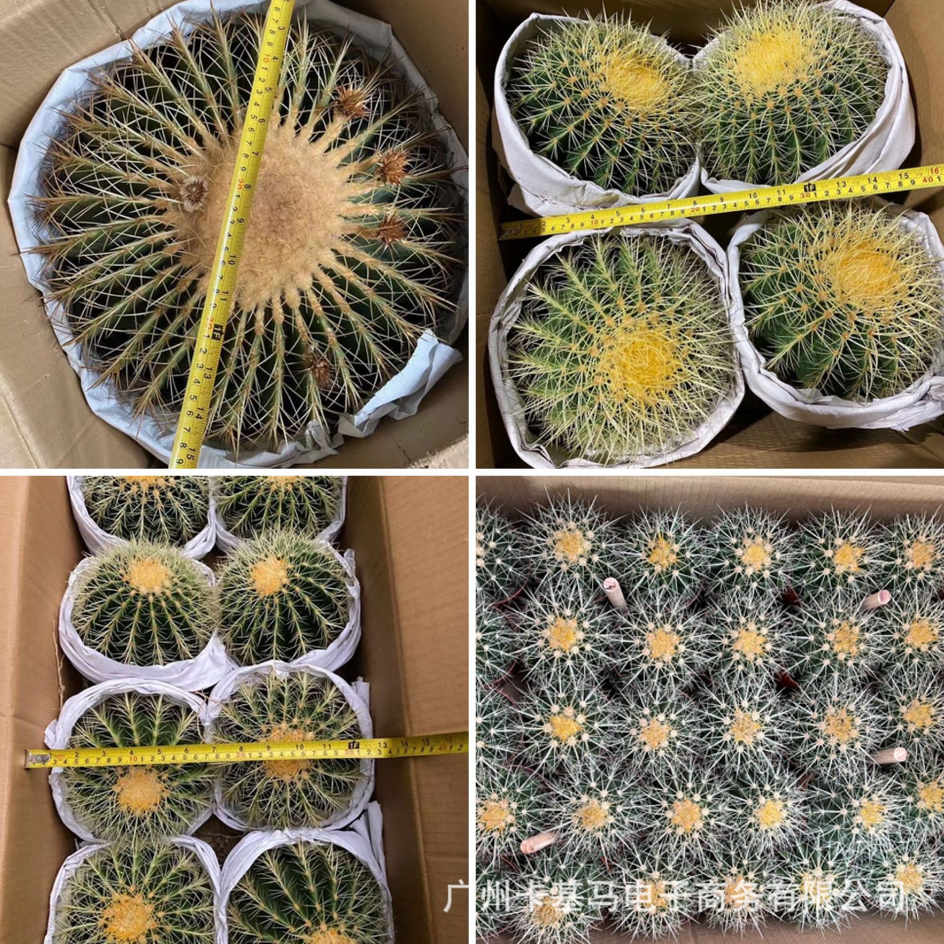 【基地直批】金虎仙人球各规格美虎绿植盆栽花卉脱土裸根仙人掌