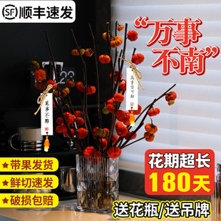 小南瓜鲜花观赏插花云南万事不南水培切枝花卉室内好养绿植物装 饰