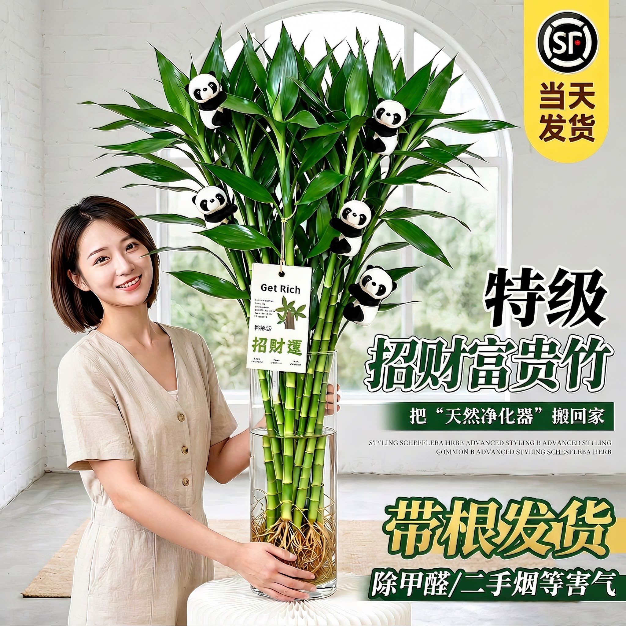 【带根粗枝】水培富贵竹室内绿植图片