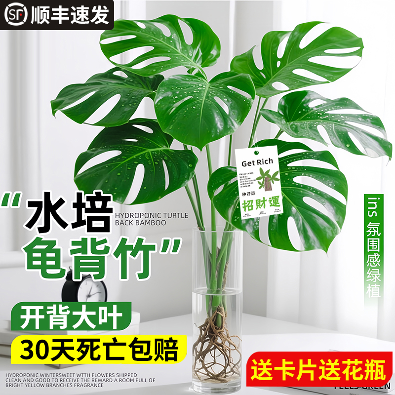 【特级】老桩水培龟背竹桌面绿植