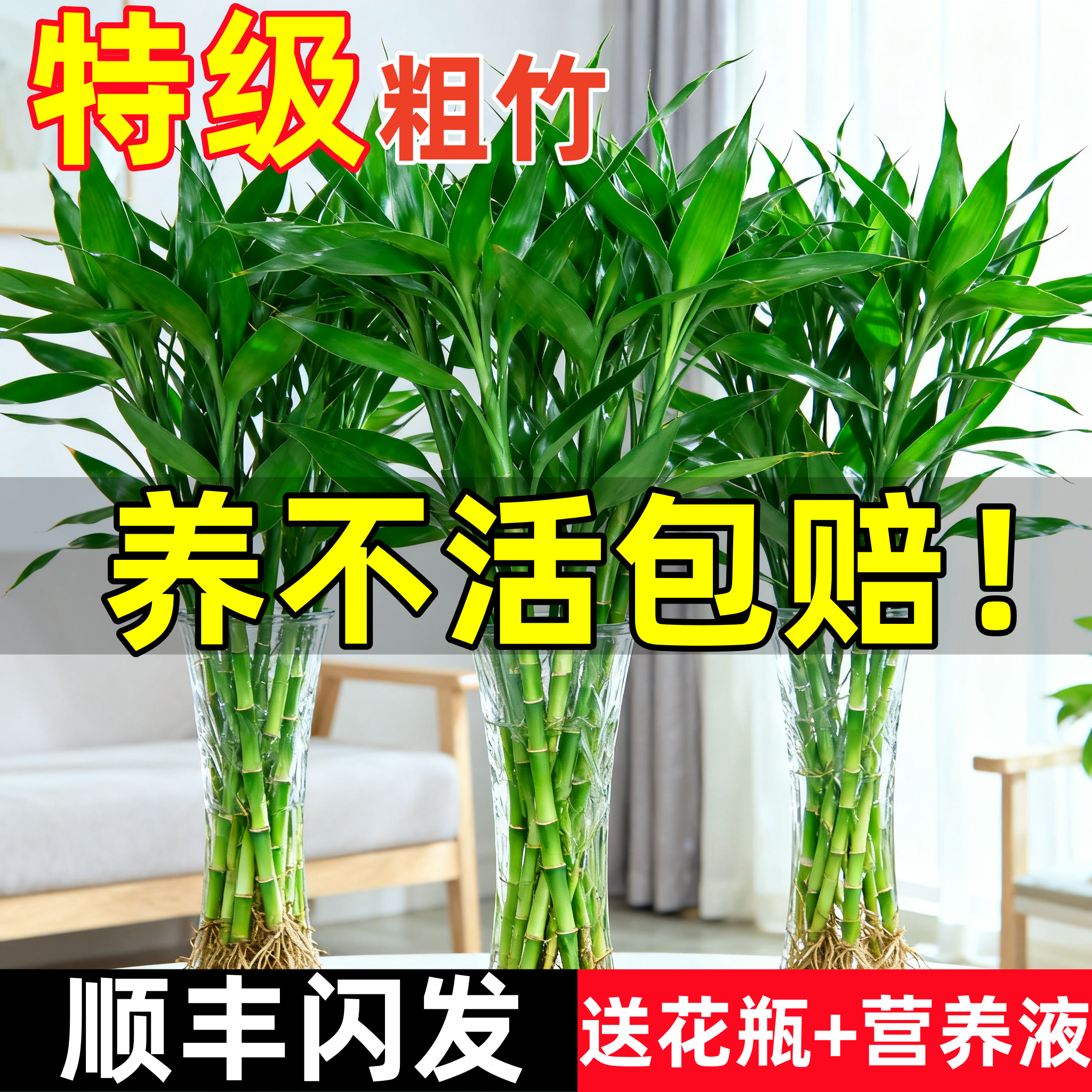 【特级粗枝】水培富贵竹桌面绿植