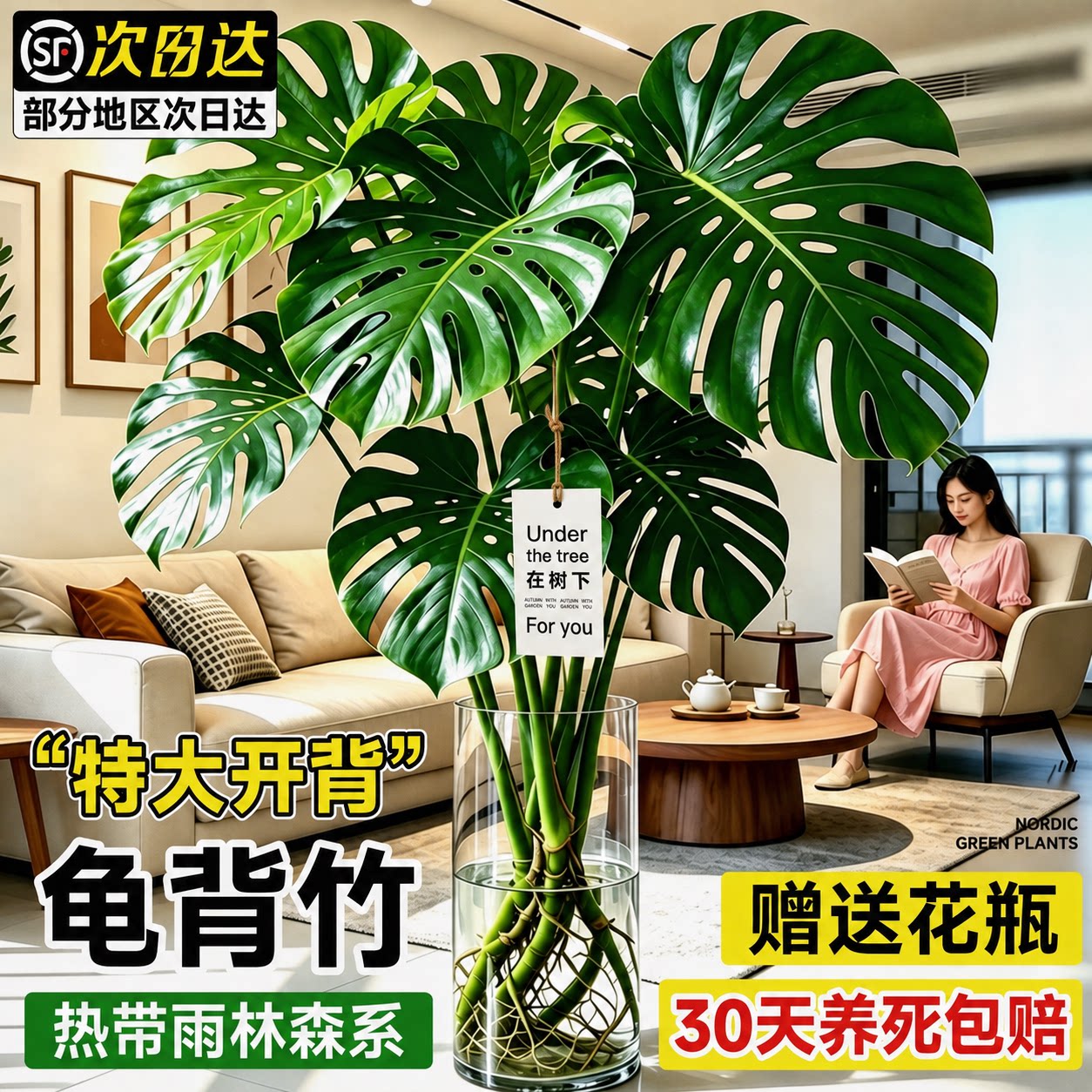 特级水培龟背竹带根老桩吸甲醛开桌面绿植