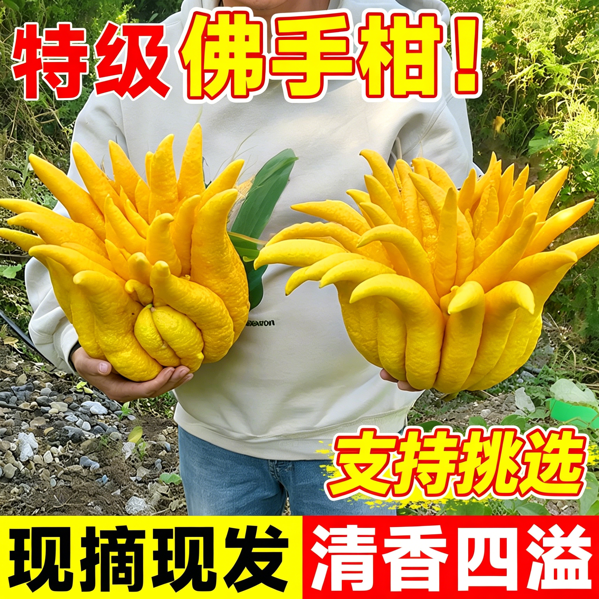 【支持自选】佛手柑鲜果水培植物新鲜室内水养绿植佛手瓜观赏闻香
