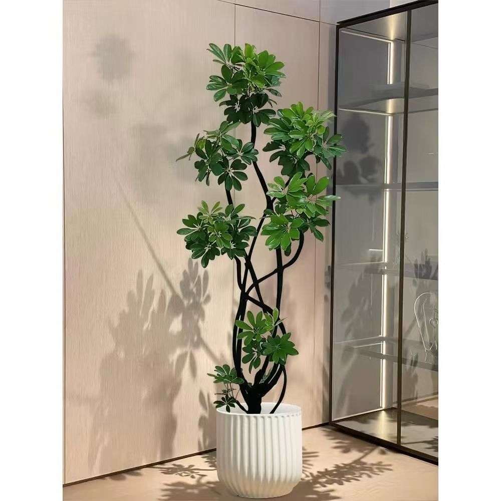 造型鸭脚木大盆栽鸭掌木鹅掌柴室内落地式大型八方来财树乔迁植物
