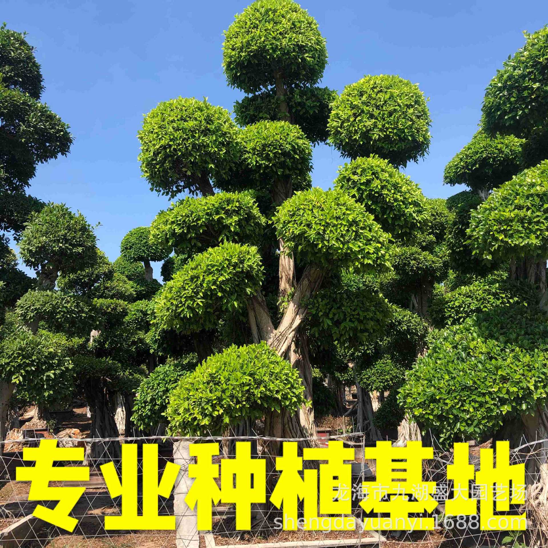 广西细叶榕造型小叶榕批发小叶榕桩头 重庆高4米小叶榕树桩盆景