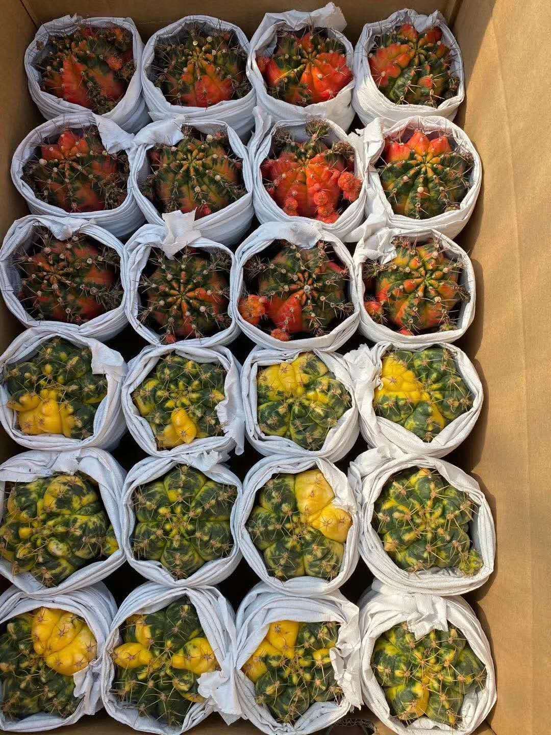 【基地直供】家居植物花卉盆栽 仙人球植物盆栽 光辉牡丹 海王锦