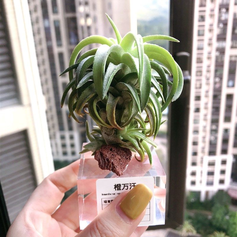 植酱丸子 透明亚克o力块 空气凤梨定植底座 亚克力托 有机玻璃