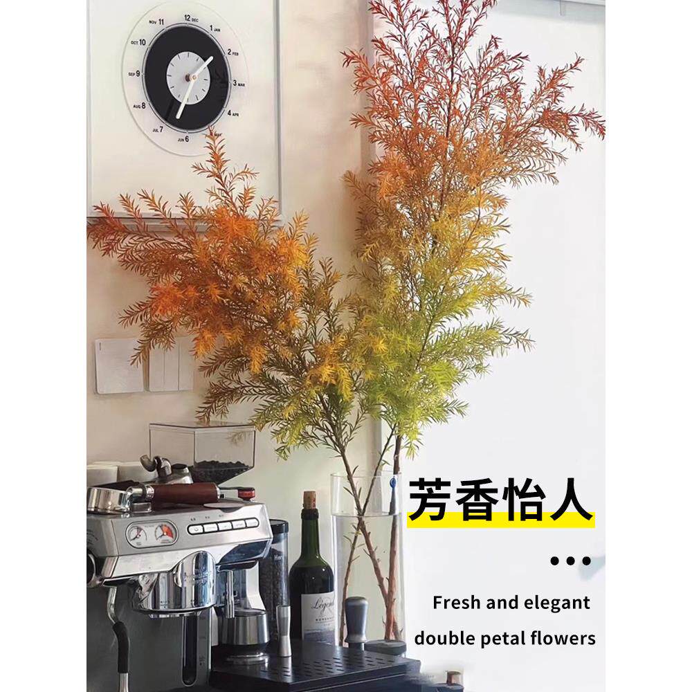 水培植物千层金黄金香柳香松鲜切枝鲜花枝条室内花卉水养盆栽绿植