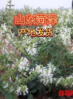 正宗野生白花丹参山东正品白花丹参天然无硫熏可打粉老师推荐