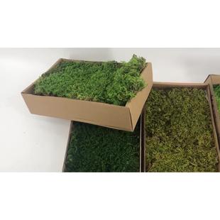 永生苔藓大灰植被苔藓枯山水景观装饰青草皮绿藓植墙花苔背大灰藓