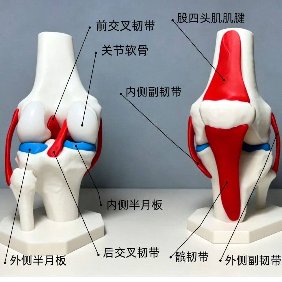 人体膝关节肘关节肩关节骨骼模型解剖结构展示教学教具半月板韧带