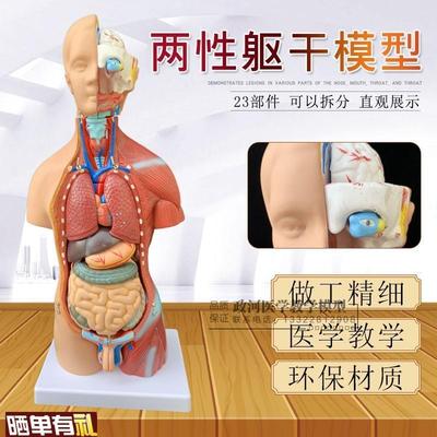人体解剖模型器官可拆卸医学教学人F体器官模型躯干系统结构图解