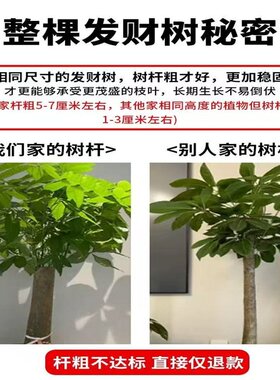 发财树盆栽大棵室内摆客厅办公室绿萝带盆除甲醛绿萝带盆除甲醛