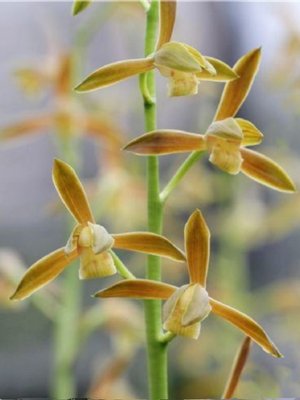 带芽 初晓 墨兰转色花 色花 浓香春节开花