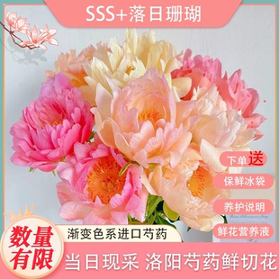 落日珊瑚芍药鲜切花鲜花室内装饰插花插水即开观赏客厅重瓣芍药花