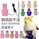 鹦鹉尿布兜尿不湿鸟用尿布背心虎皮牡丹玄凤小太阳布兜鹦鹉屎兜