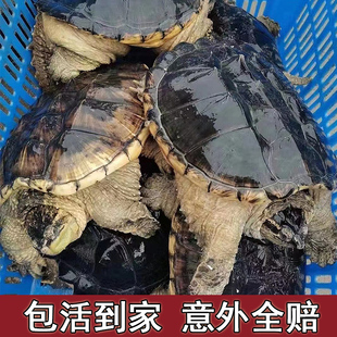 极速鳄龟活物食用鳄龟大的食用A乌龟大鄂龟肉杂佛北美宠物苗包活