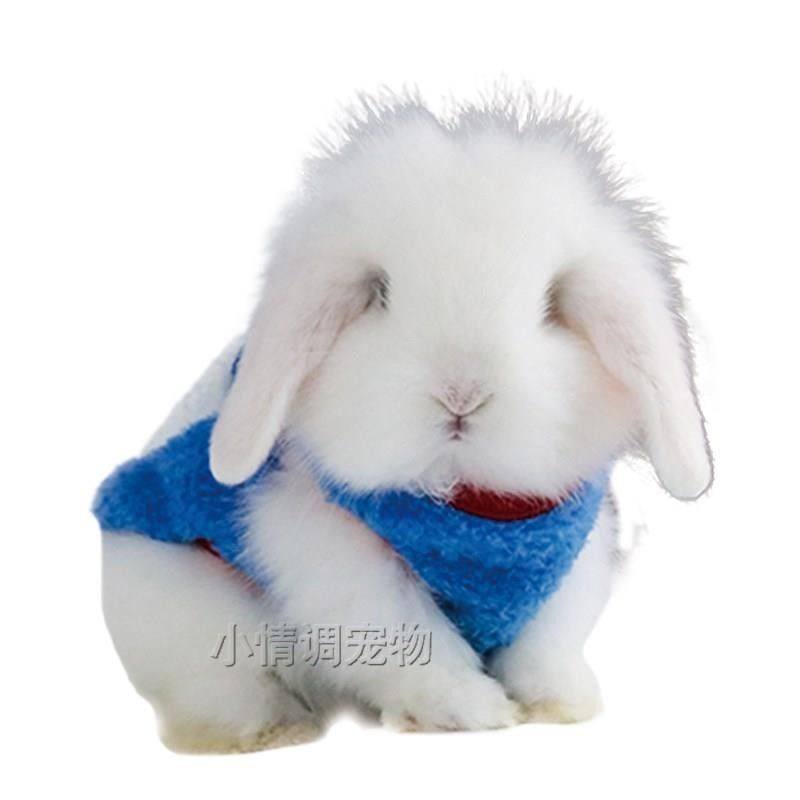 极速兔子衣服宠物兔兔荷兰猪垂耳兔幼G兔侏儒兔穿的过冬服饰秋冬,宠物/宠物食品及用品,兔兔服饰,淘宝优惠券,粉丝福利购,淘宝优惠卷