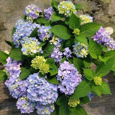 极速绣球花无尽夏五加仑带花苞包活超大老桩N耐寒好养室内阳台绿