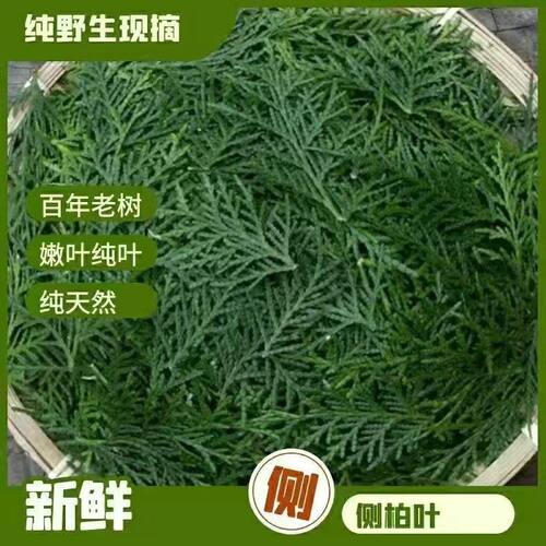 侧柏叶新鲜采摘扁柏叶洗发乌发生发纯天然柏树枝叶泡酒熏腊肉香