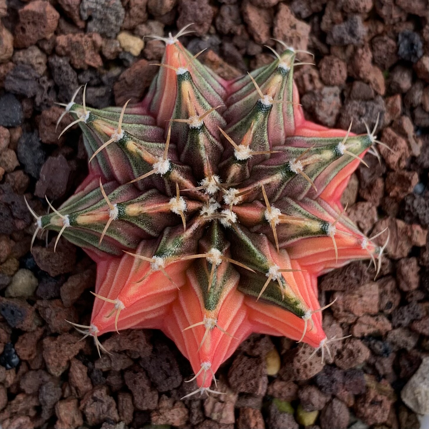 泰系实生肋骨牡丹锦米哈仙人球一物一拍多肉植物