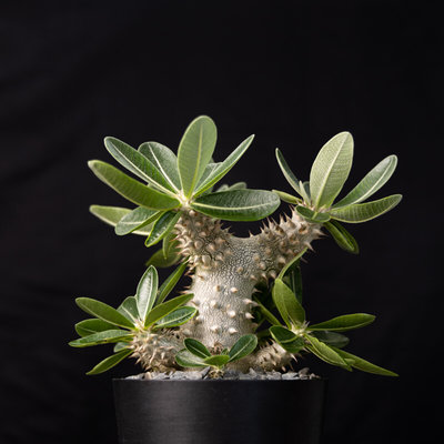 【朴原】西巴女王 Pachypodium?densiflorum 盆栽绿植园艺多肉