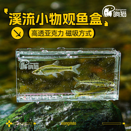 观鱼盒小物钓透明带刻度亚克力野采鳑鲏白条马口小溪流野营观察盒