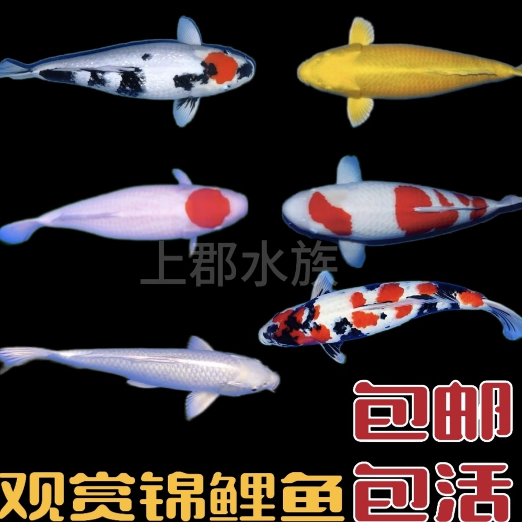 锦鲤鱼活鱼观赏鱼冷水鱼红白锦鲤三色锦鲤黄金锦鲤鱼大正三色,宠物/宠物食品及用品,鱼,淘宝优惠券,粉丝福利购,淘宝优惠卷