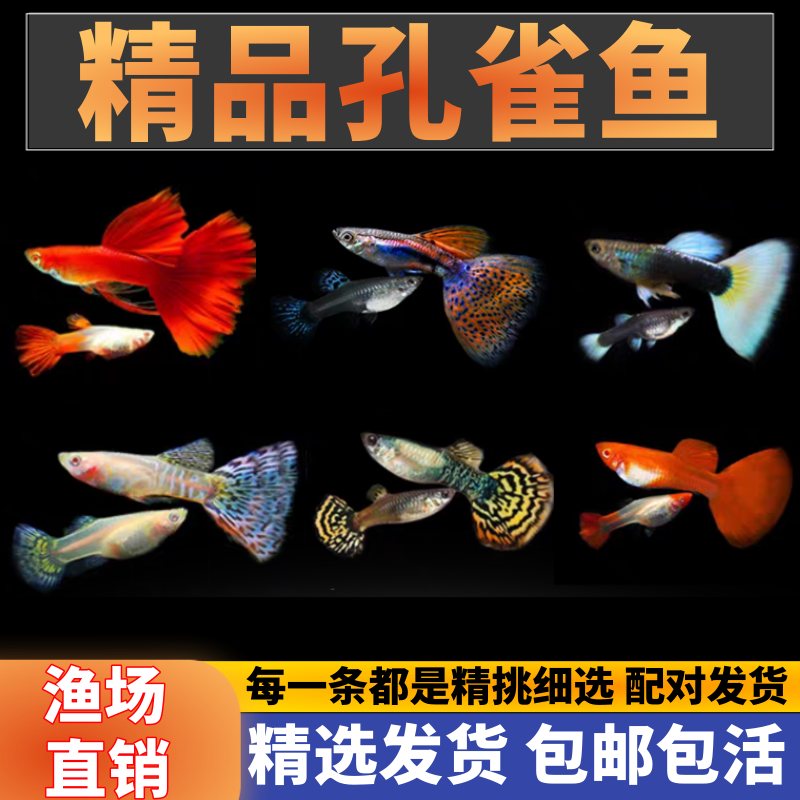 精品孔雀鱼纯种活体热带鱼鱼小型鱼胎生鱼观赏鱼大耳马赛克花老虎