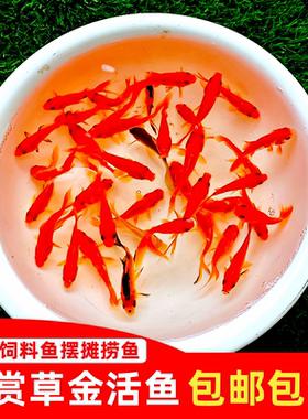 红草鱼红草金草小金鱼摆摊捞鱼龙鱼雷龙活体饲料鱼锦鲫鱼冷水鱼