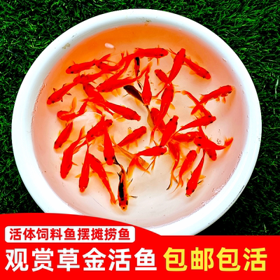 红草鱼红草金草小金鱼摆摊捞鱼