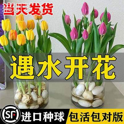 水培郁金香大种球水仙花种子花卉盆栽绿植物室内鲜花好养活风信子