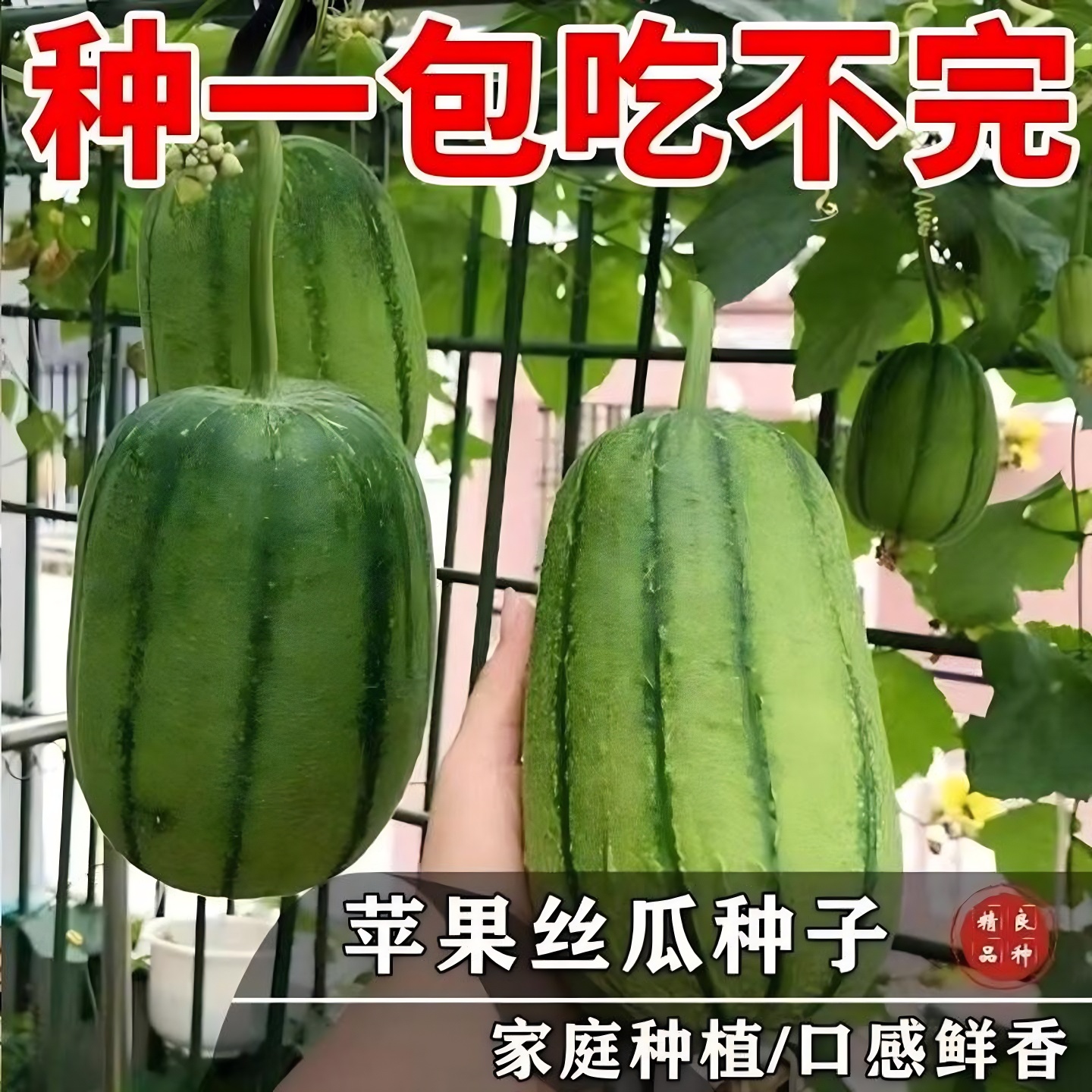 正品苹果丝瓜种子可生吃短棒肉丝瓜菜瓜种籽高产四季盆栽蔬菜种子