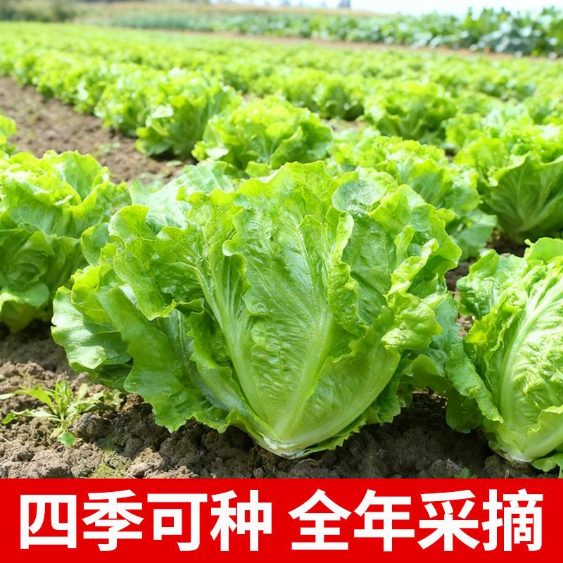 意大利生菜种子耐寒耐热四季播汉堡脆甜田园庭院蔬菜种籽懒人菜籽