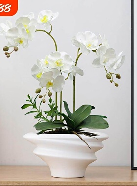 白色蝴蝶兰花盆轻奢高级感家用陶瓷拼组花盆高端兰花专用花盆包邮