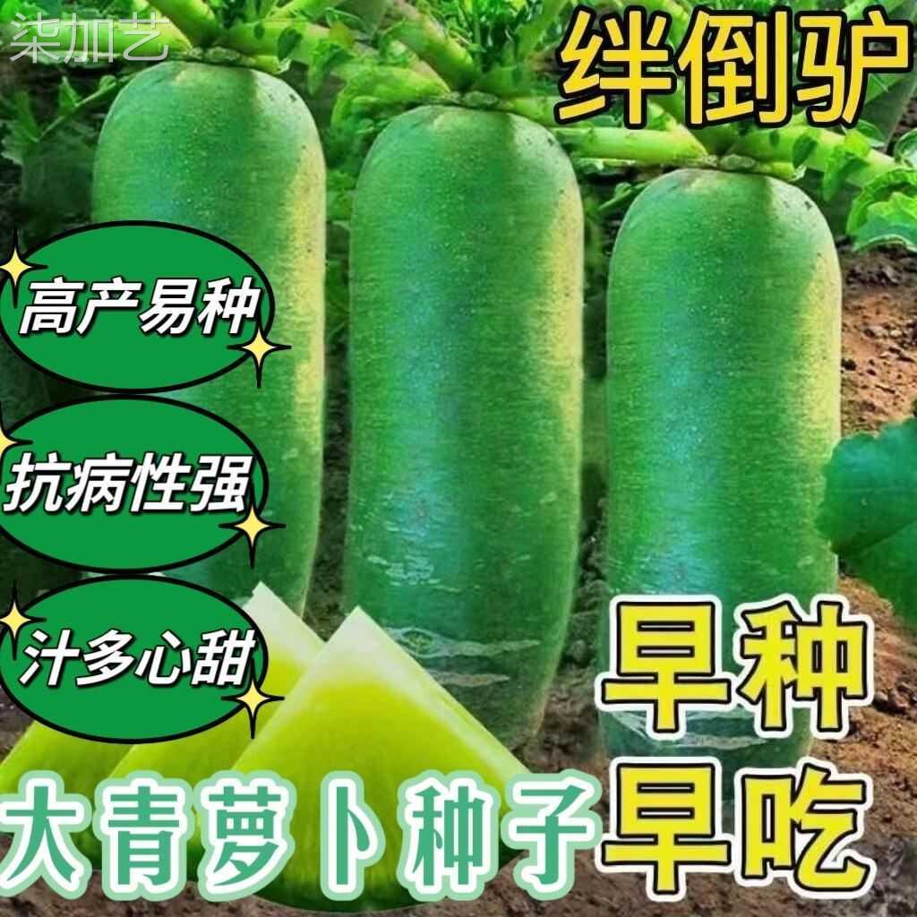 正宗绊倒驴青萝卜种子甜脆萝卜种子青皮萝卜种子闷倒驴绿心萝卜籽