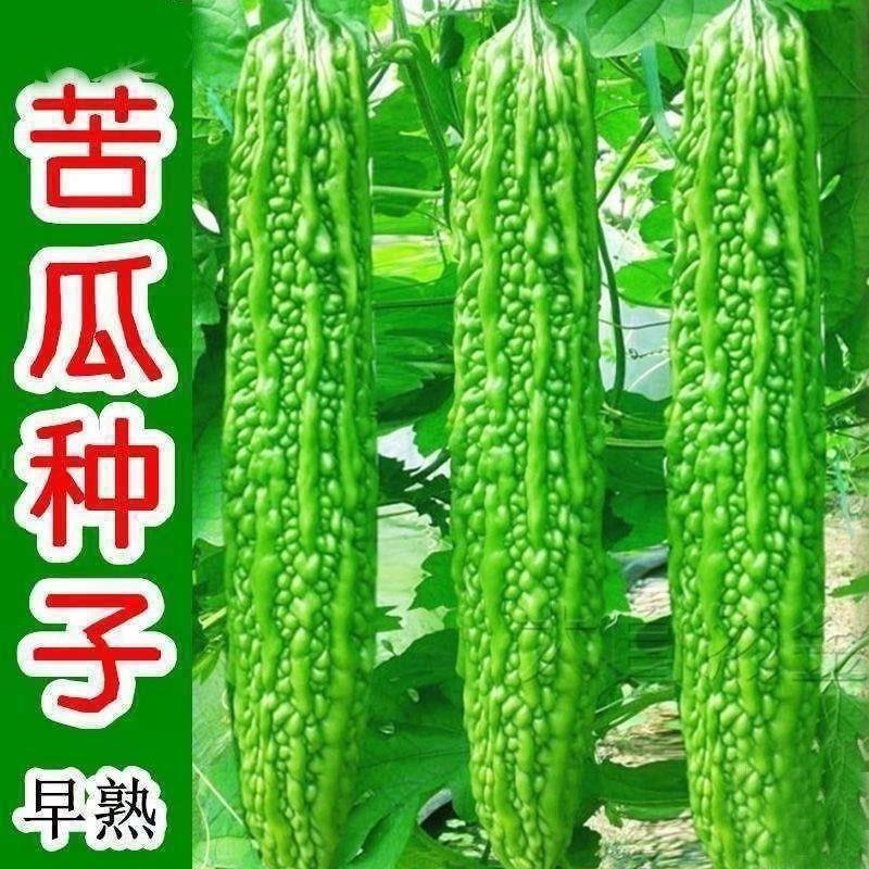 脆嫩长绿苦瓜种子青皮苦瓜特长庭院爬藤翠绿肉厚春季蔬菜种籽绿色