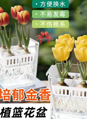 水培郁金香专用花盆含定植篮方便换水不伤根系水培郁金香器皿