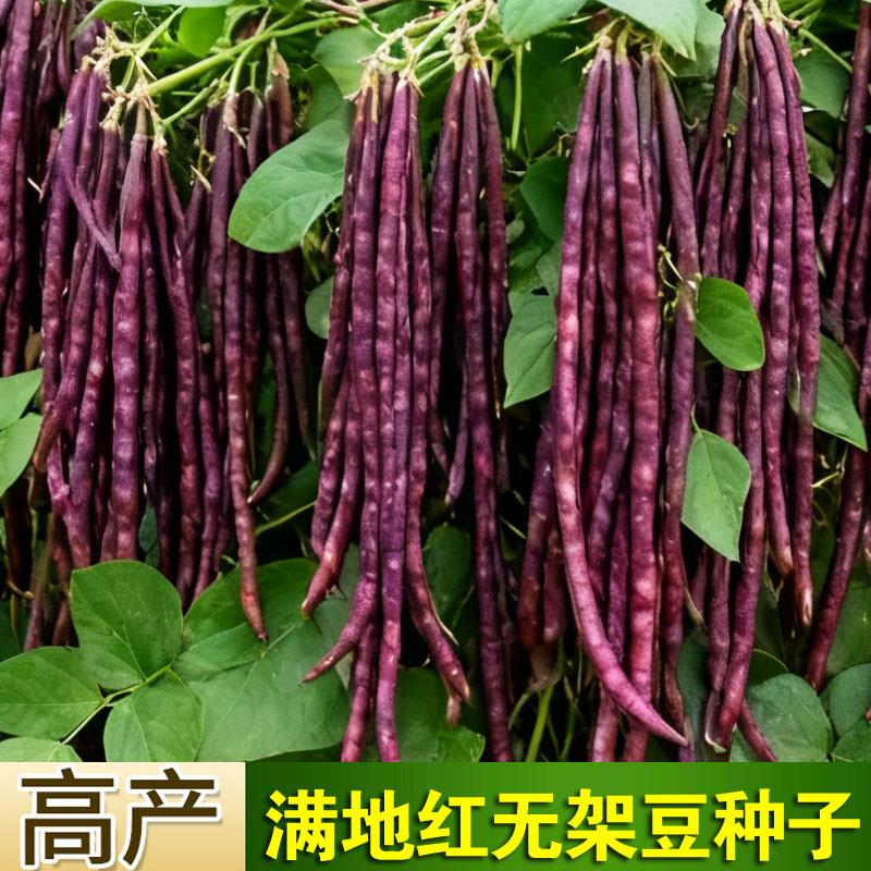 无架红豇豆种子耐热春夏秋季高产红豆角种籽庭院阳台盆栽蔬菜种子
