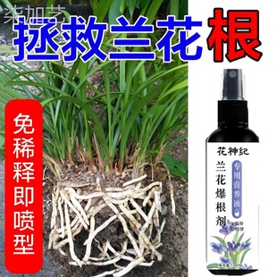 兰花爆根剂壮苗发芽生根粉兰花肥料强效生根液空烂根茎腐病营养液