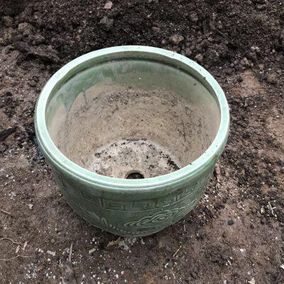 三角梅印度橙粉扦插苗