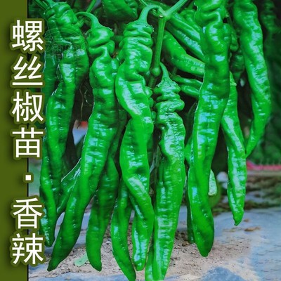 巨型陇椒特大螺丝蔬菜籽种