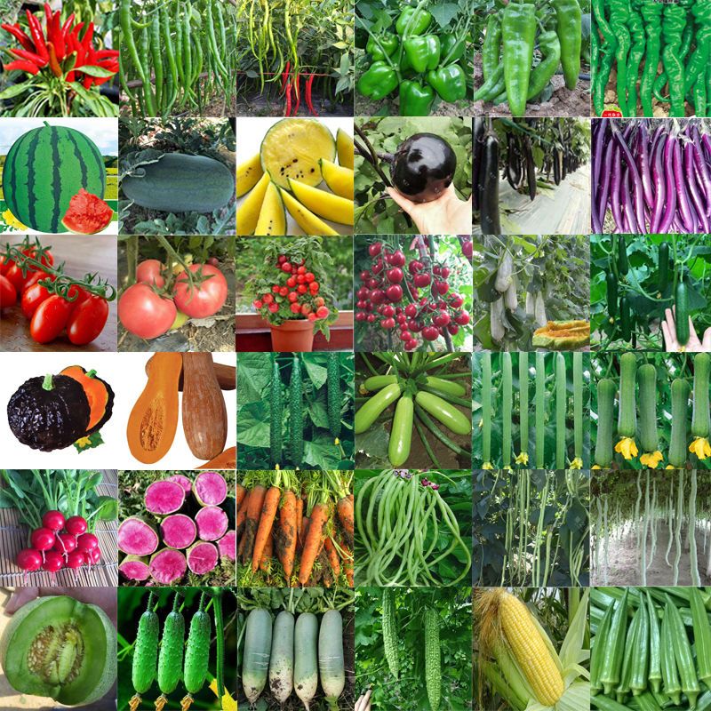 蔬菜种子籽孑西红柿草莓香番