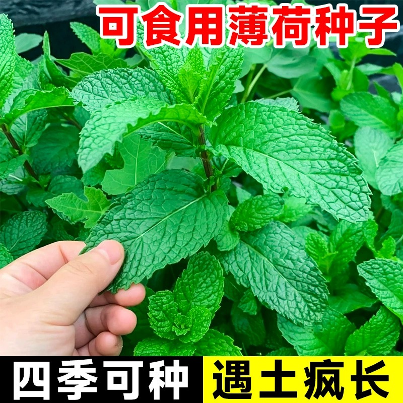 食用薄荷种子四季春秋香水薄猫荷种籽...